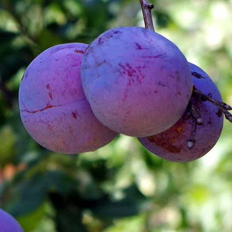 Слива Нарач Садовита