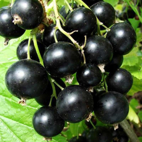 Смородина черная Подарок Санкина Садовита