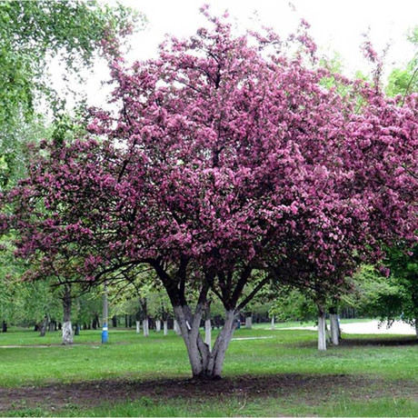 Яблоня Недзвецкого декоративная Садовита