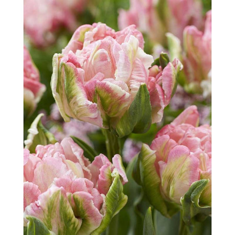 Тюльпан Стар Оф Пэррот 11/12 2 шт