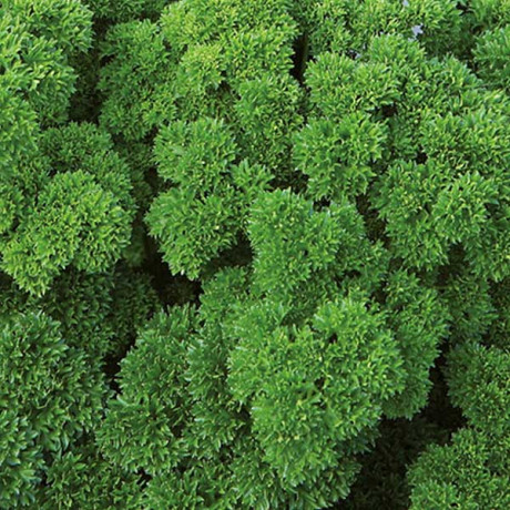 Петрушка Вега кудрявая Каприс