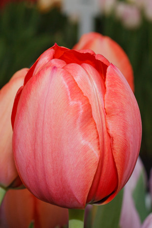 Sum9179 Шоу-Бокс Тюльпан Априкот Импрешн 11/12 100 шт Садовита