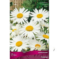 Нивяник Аляска Поиск Ц