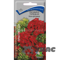 Гвоздика турецкая Алая красавица Поиск Ц