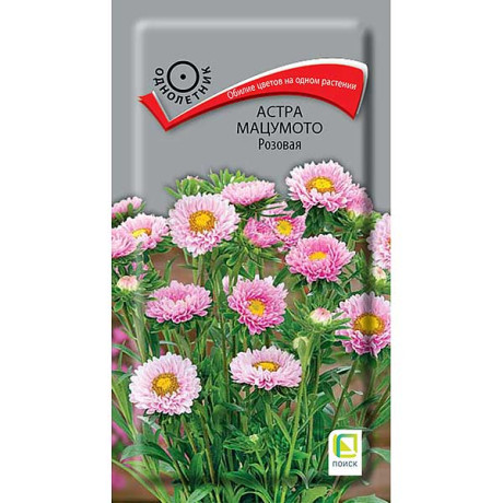 Астра Мацумото розовая Поиск Цх10