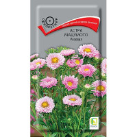 Астра Мацумото розовая Поиск Цх10