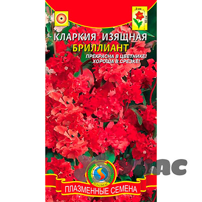 Кларкия Бриллиант изящная Плазма Ц