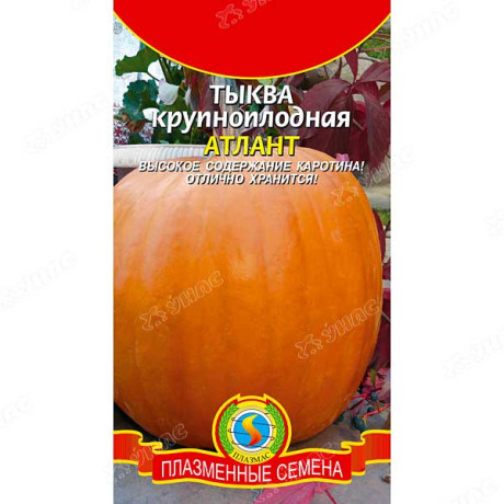 Тыква Атлант Плазма Ц
