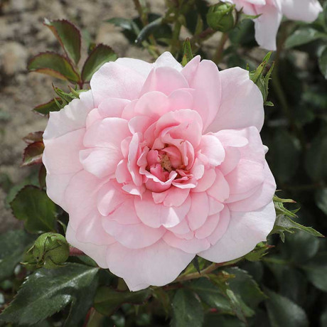 Роза шраб Боника 82 Садовита