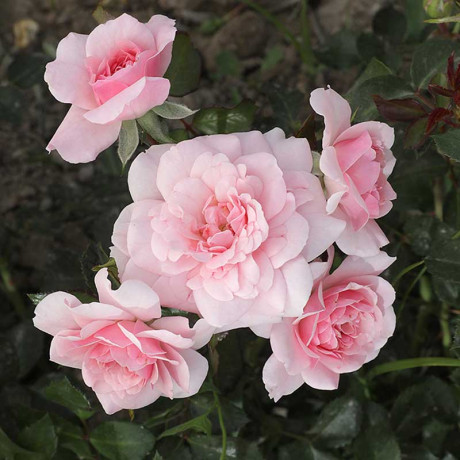 Роза шраб Боника 82 Садовита