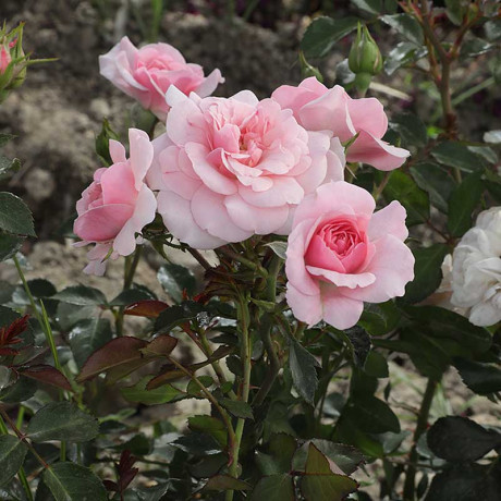 Роза шраб Боника 82 Садовита