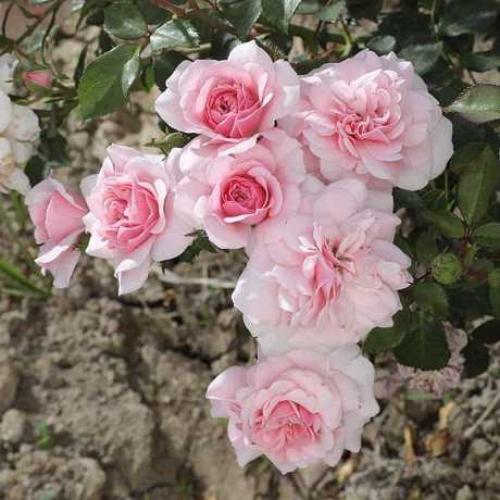 Роза шраб Боника 82 Садовита