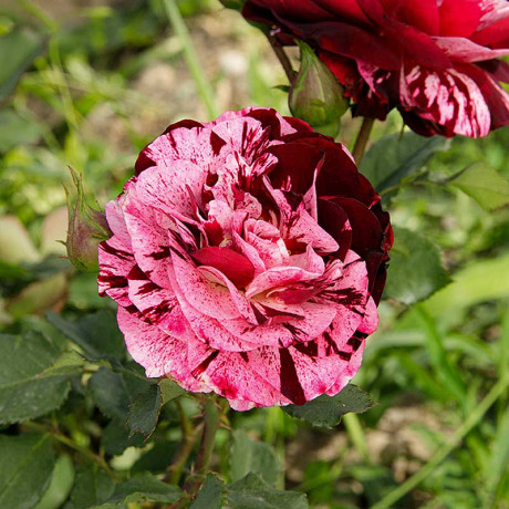 Роза флорибунда Нью Имэджин Садовита