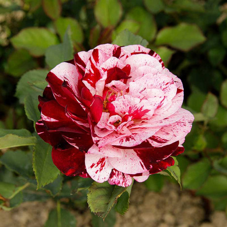 Роза флорибунда Нью Имэджин Садовита