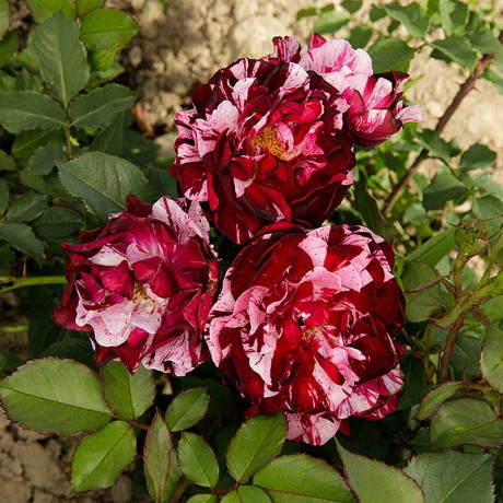 Роза флорибунда Нью Имэджин Садовита