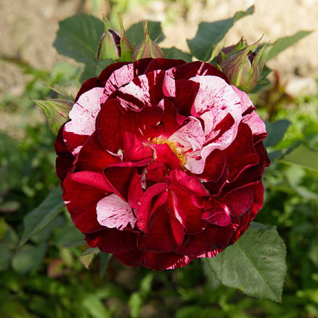 Роза флорибунда Нью Имэджин Садовита