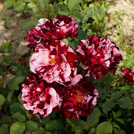 Роза флорибунда Нью Имэджин Садовита