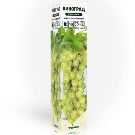 Виноград Мускат благородный очень ранний Садовита