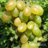 Виноград Мускат благородный очень ранний Садовита