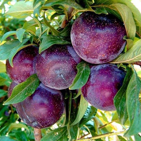 Алыча Анжелен Садовита