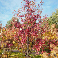 Яблоня Ред Обелиск декоративная Садовита