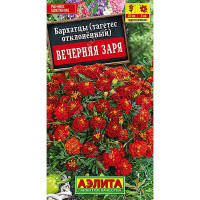 Бархатцы Вечерняя заря Аэлита Ц