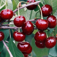 Вишня Булатниковская Садовита