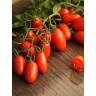 Томат Мисс Френи Семко Ц