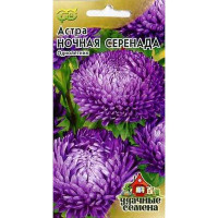 Астра Ночная серенада Удачн.сем. Гавриш Ц