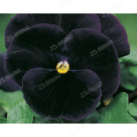 Анютины глазки Черный король Поиск Ц