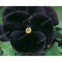 Анютины глазки Черный король Поиск Ц