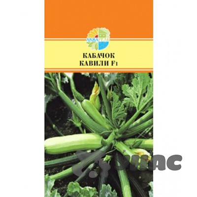 Кабачок Кавили Маринда/Акварель