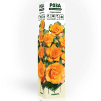 Роза чайно-гибридная Голден Моника Садовита