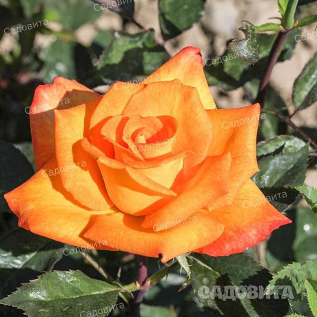 Роза чайно-гибридная Голден Моника Садовита