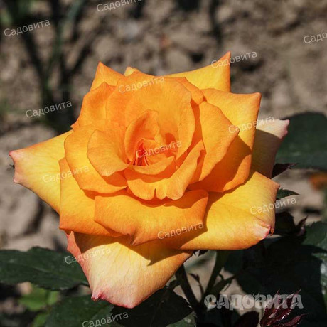Роза чайно-гибридная Голден Моника Садовита