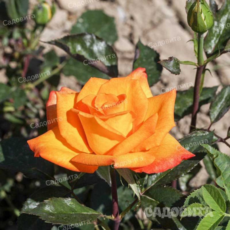 Роза чайно-гибридная Голден Моника Садовита