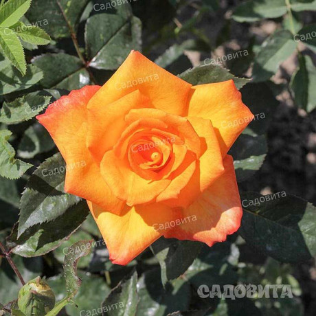 Роза чайно-гибридная Голден Моника Садовита