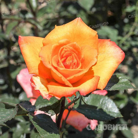 Роза чайно-гибридная Голден Моника Садовита