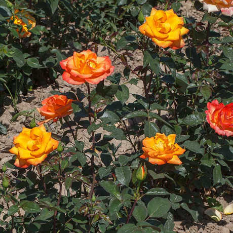 Роза чайно-гибридная Голден Моника Садовита