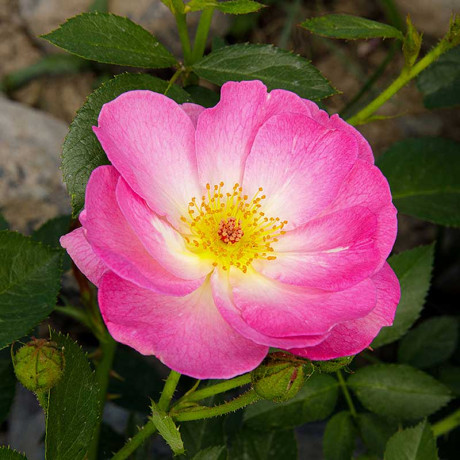 Роза флорибунда Париж 2000 Садовита