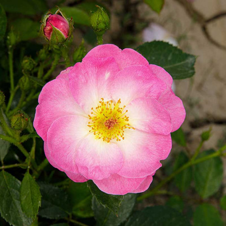 Роза флорибунда Париж 2000 Садовита