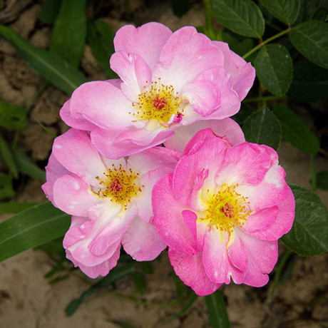 Роза флорибунда Париж 2000 Садовита