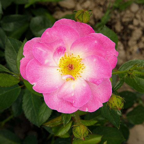 Роза флорибунда Париж 2000 Садовита