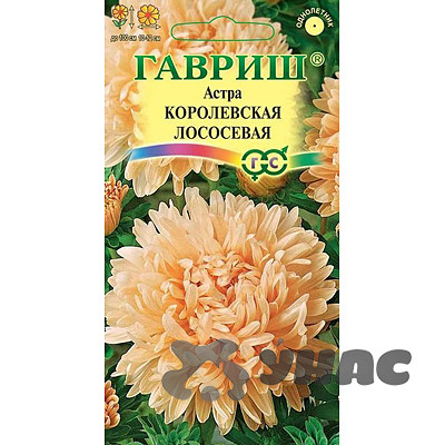 Астра Королевская лососевая Гавриш Ц