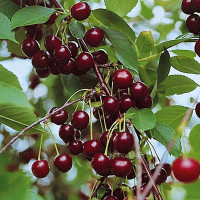 Вишня Владимирская Садовита