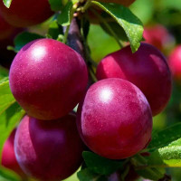 Алыча Фортеция Садовита