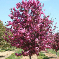 Яблоня Роялти декоративная Садовита