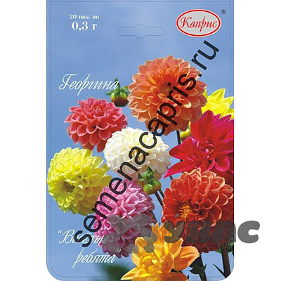 К Георгина Веселые ребята Каприс