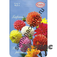 К Георгина Веселые ребята Каприс