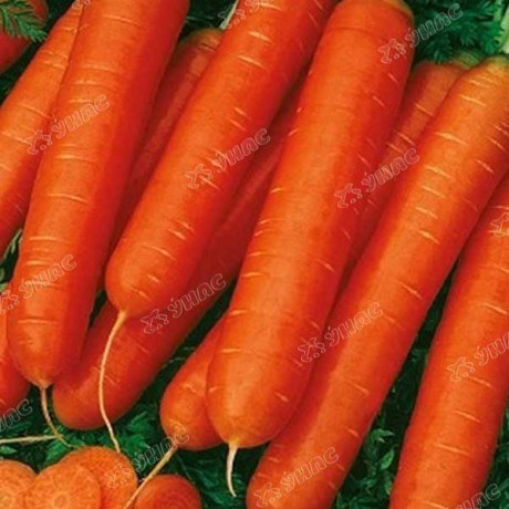 Морковь Нантская красная (ДР) Агрико